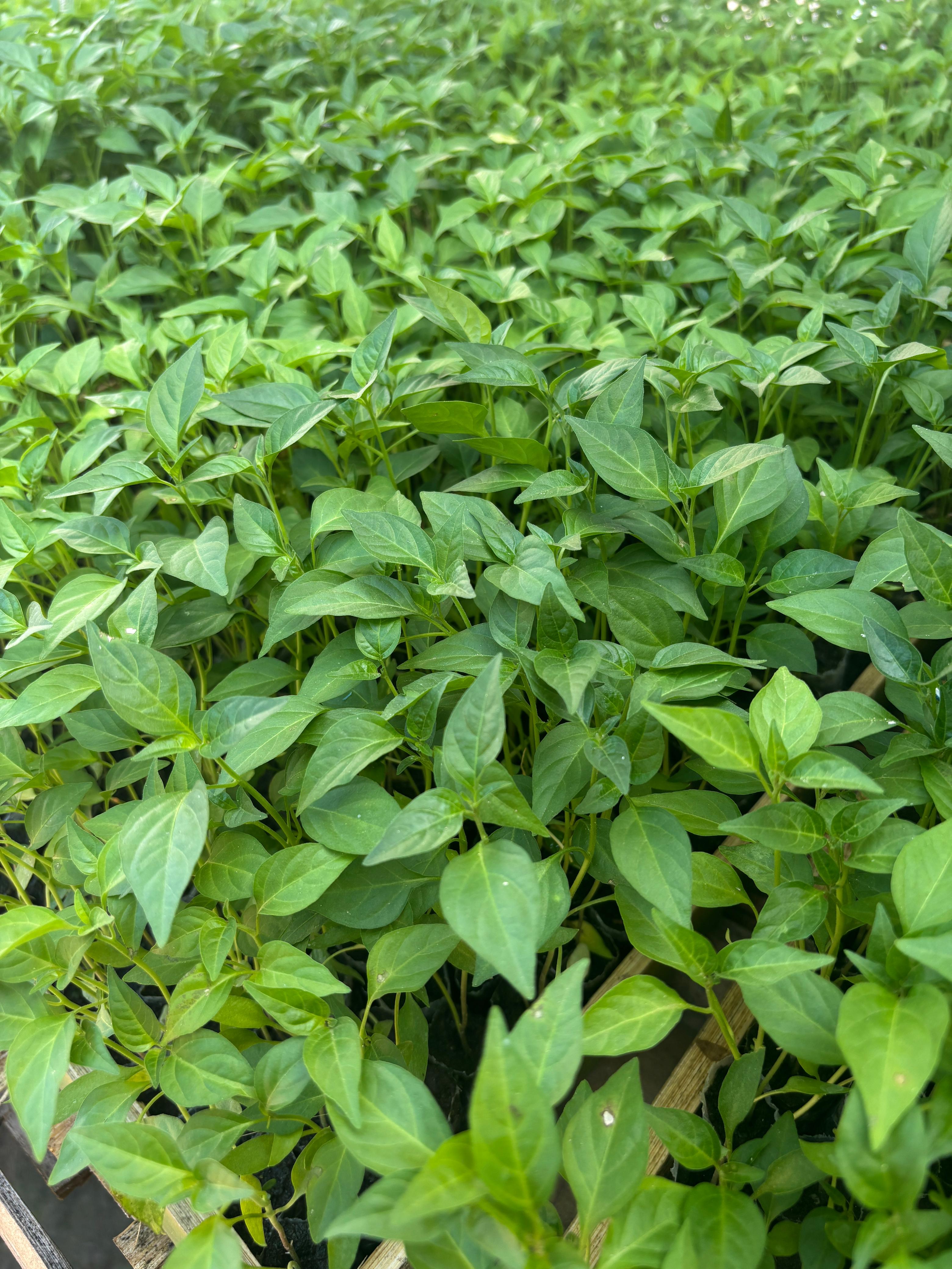 bibit cabai rawit pelita f1